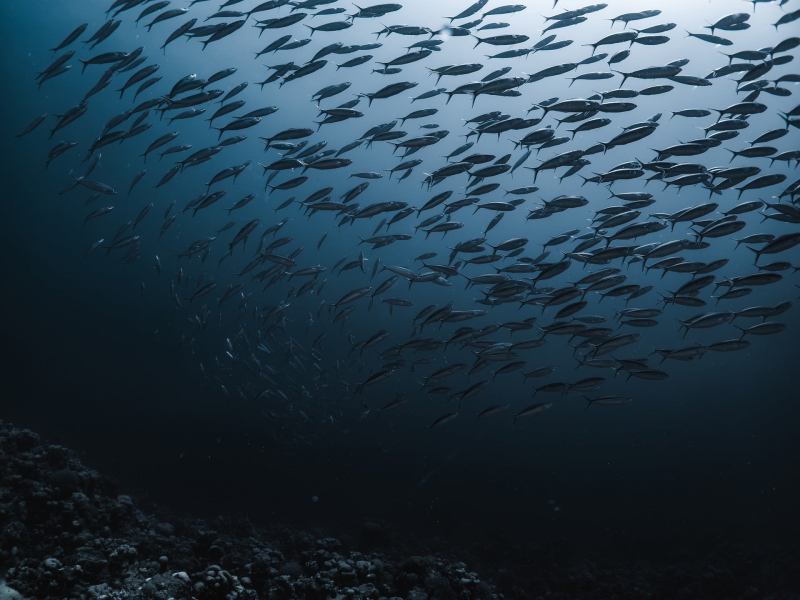 franziska_stier-sea-10393839_1920
